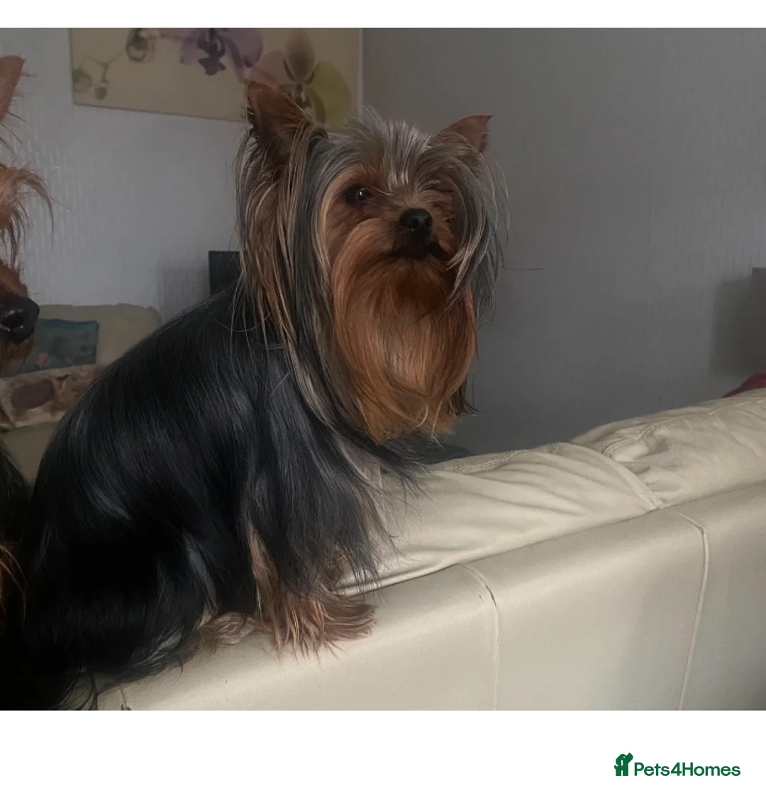 Yorkshire Terrier dogs for stud: KC registered Yorkshire Terrier Stud dog  in Manchester - Advert 2