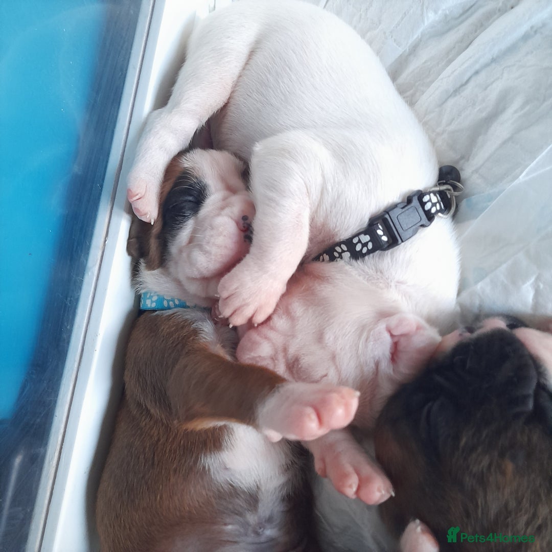 Boxer dogs for sale: Reduced last pup. Stunning Pedigree Boxer  - Advert 5