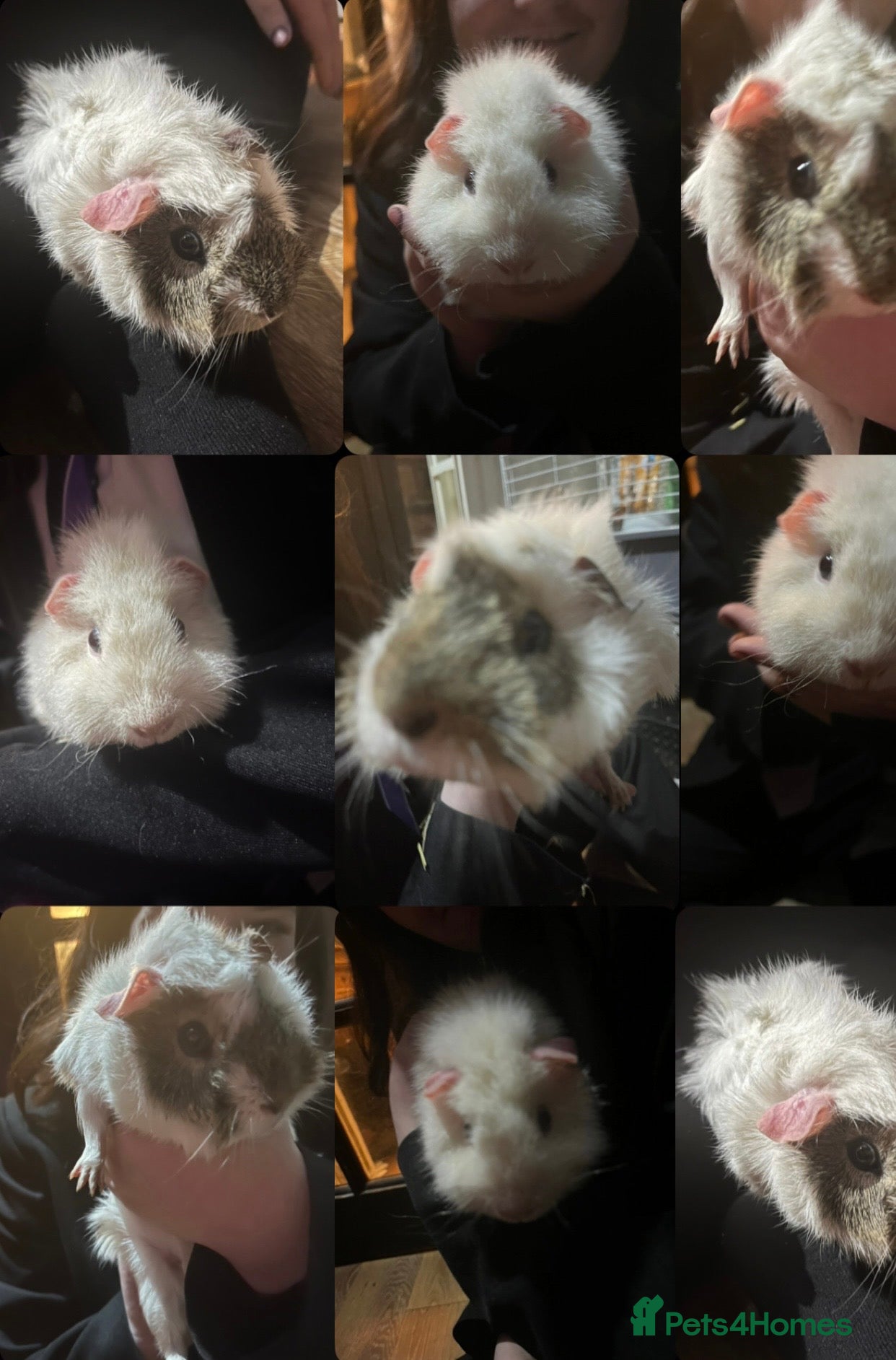 Guinea Pig rodents two FREE guinea pigs - Advert 1