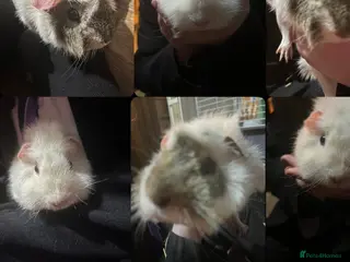 Guinea Pig rodents two FREE guinea pigs - Advert 9