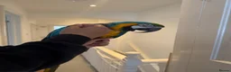 Macaws birds for sale: Blue & Gold Macaw Parrot for Sale in Watford - Advert 3