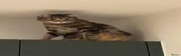 Domestic Shorthair cats for sale: 2 domestic shorthair cats male and female - Advert 3