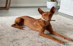 Mixed Breed dogs for sale: Pharaoh hound x blue whippet .last  of the litter  - Image 11