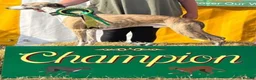 Whippet dogs for sale: BRACKENSWIFT LITTER NOW ARRIVED! - Advert 14