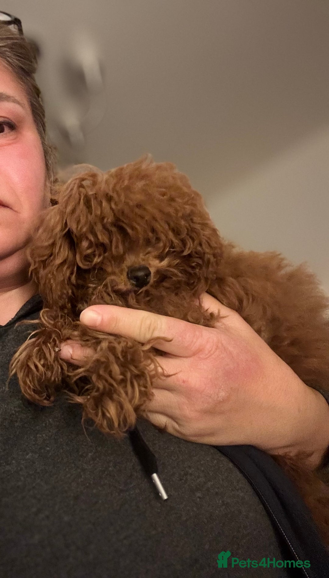 Toy Poodle dogs for sale: Asian toy poodle boy  - Image 6