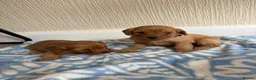 Cavapoo dogs for sale: 7 beautiful Cavapoo puppies  - Advert 10