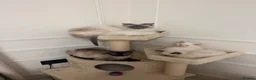 Ragamese cats for sale: Ragamese kittens for sale  - Advert 7