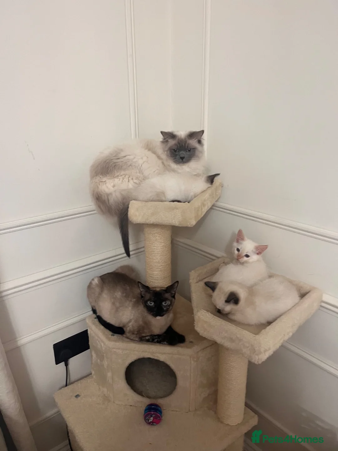 Ragamese cats for sale: Ragamese kittens for sale  - Advert 7