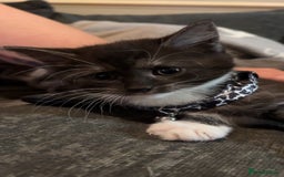 Mixed Breed cats for sale: 3 beautiful kittens for sale - Image 3
