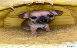 Chihuahua dogs for sale: Pure bred Chihuahua puppies - Image 30