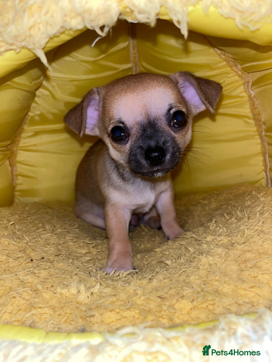 Chihuahua dogs for sale: Pure bred Chihuahua puppies - Image 30