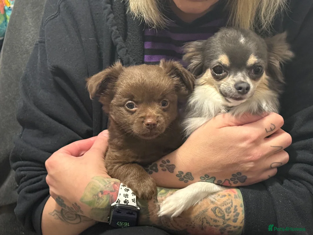 Chihuahua dogs for sale: One solid chocolate female chihuahua left!! ⭐️⭐️⭐️ - Advert 12