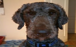 Labradoodle dogs for stud: PROVEN Healthy Labradoodle STUD - Hypoallergenic  - Image 9