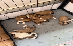 Lhasa Apso dogs for sale: 6 beautiful Lhasa apsos  - Image 12