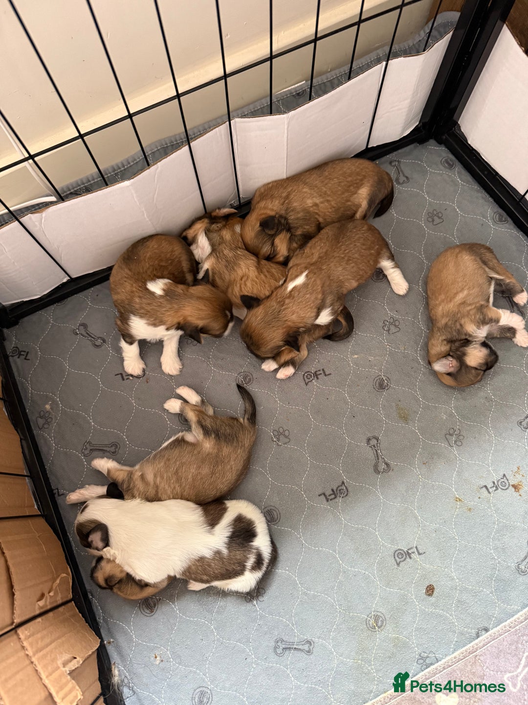Lhasa Apso dogs for sale: 6 beautiful Lhasa apsos  - Image 12