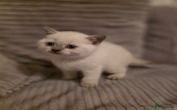 British Shorthair cats for sale: British shorthair kittens - Image 4