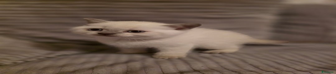 British Shorthair Kitten 2