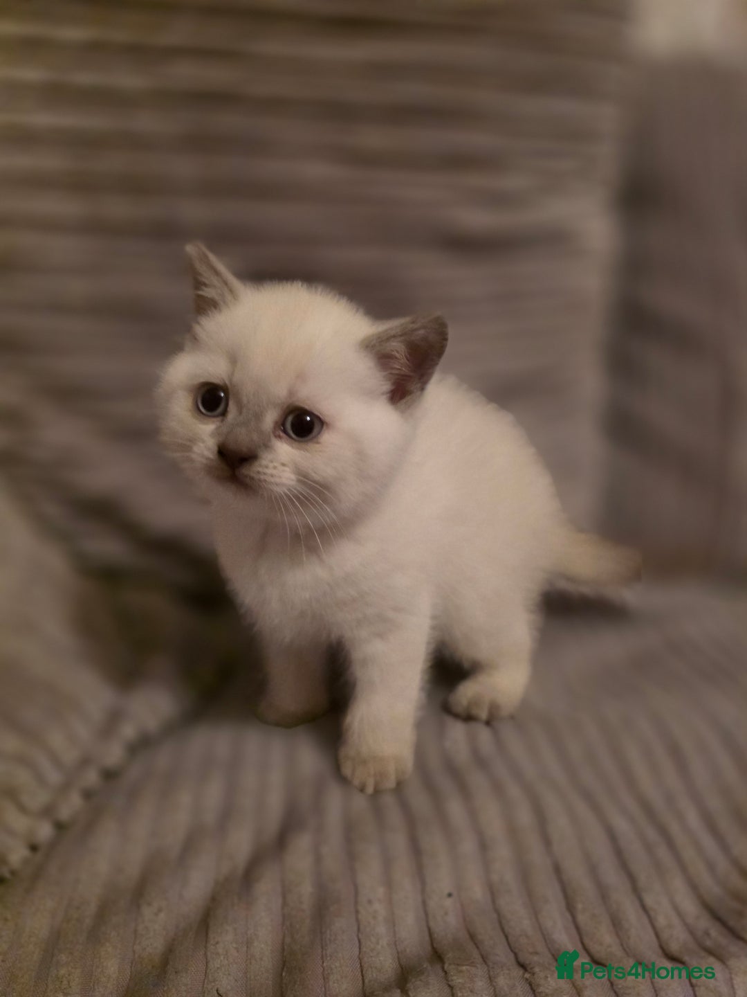 British Shorthair cats for sale: British shorthair kittens - Image 4