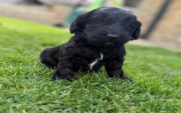 Cockapoo dogs for sale: F1 show cockapoos - Image 16