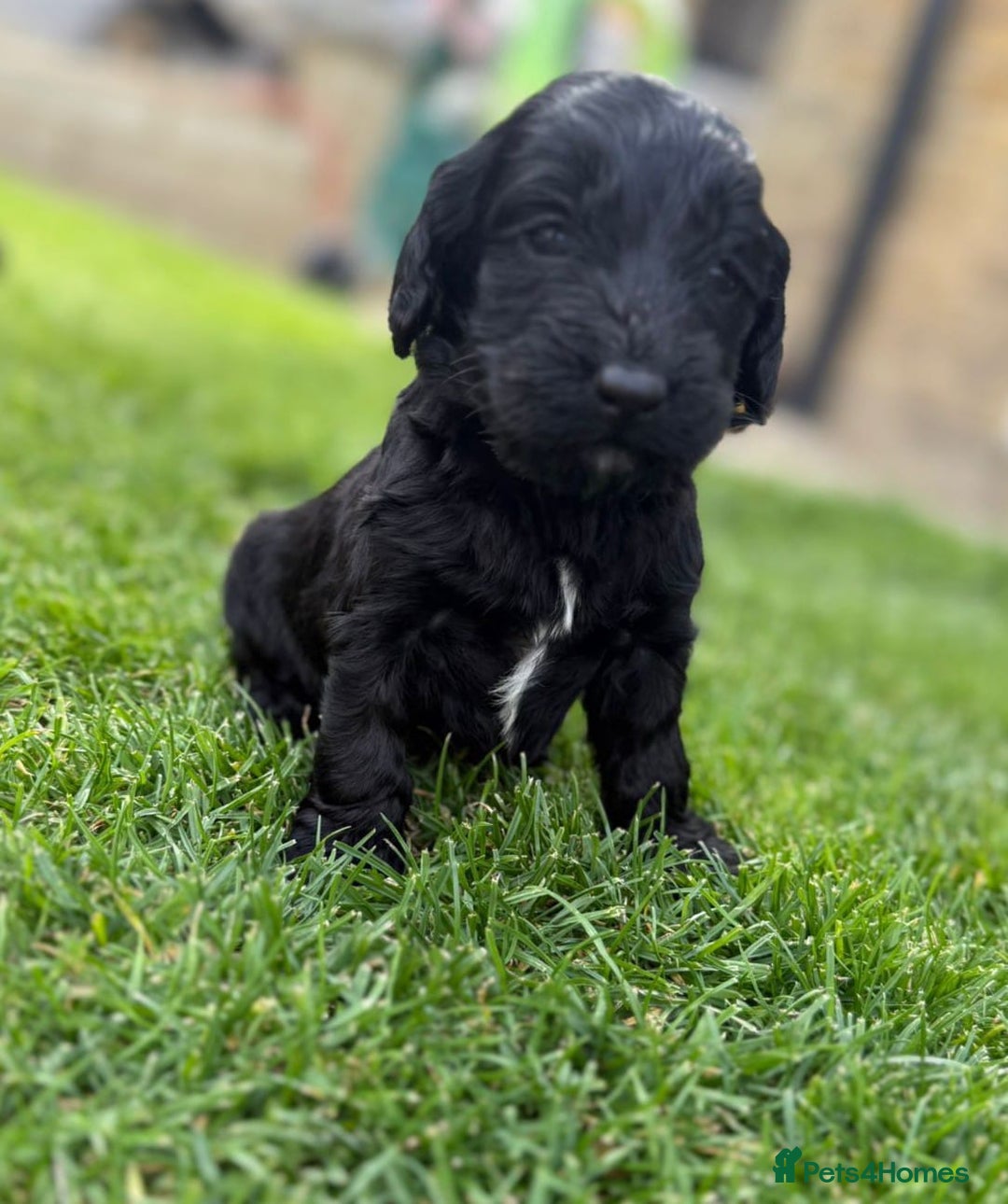 Cockapoo dogs for sale: F1 show cockapoos - Image 16