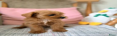 Mixed Breed 2