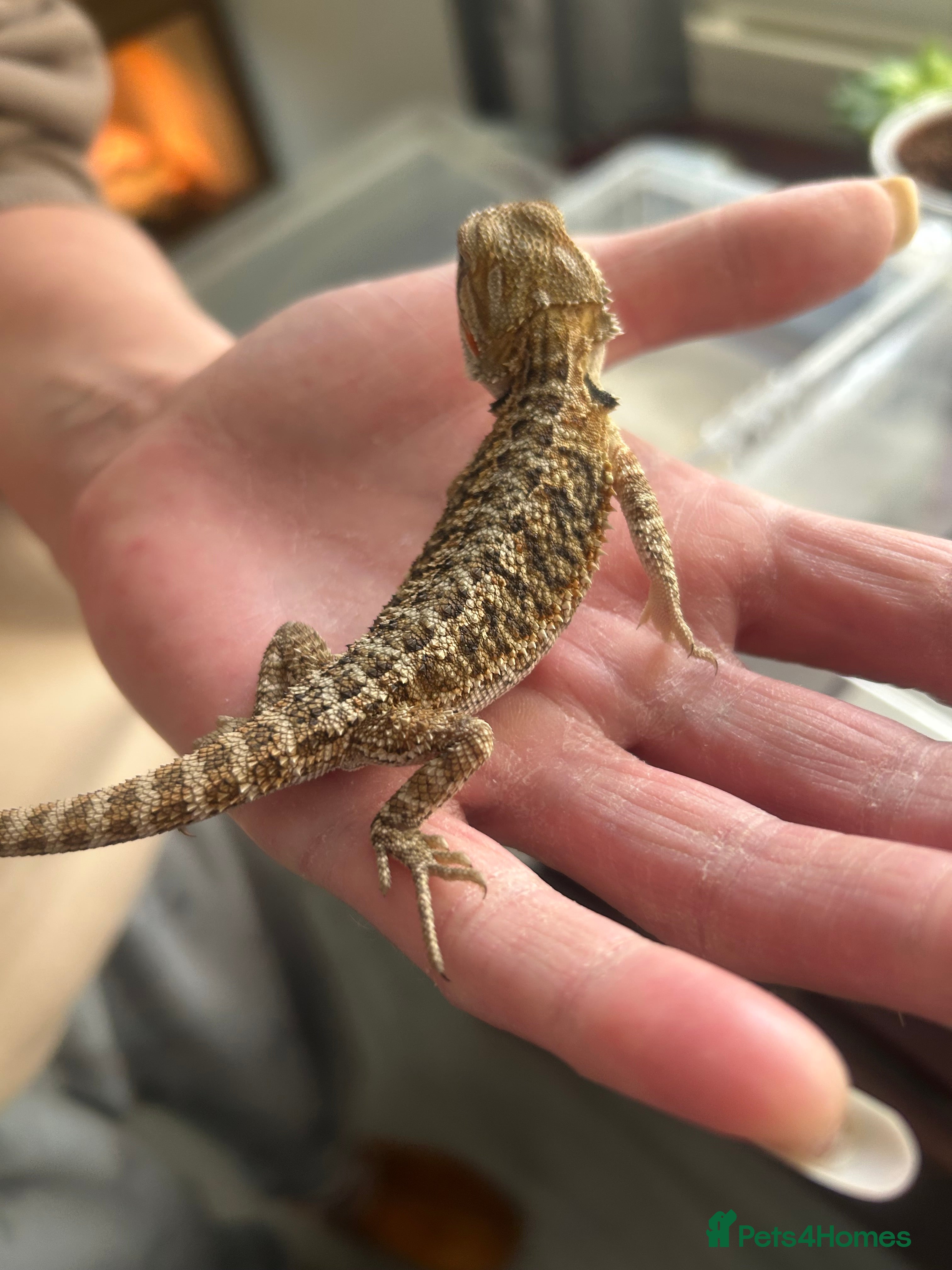 Bearded Dragon reptiles 5 female Baby bearded dragons - Advert 6