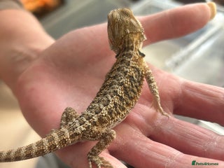 Bearded Dragon reptiles 5 female Baby bearded dragons - Advert 6