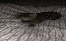 Mixed Breed cats for sale: 2 stunning kittens  - Image 4