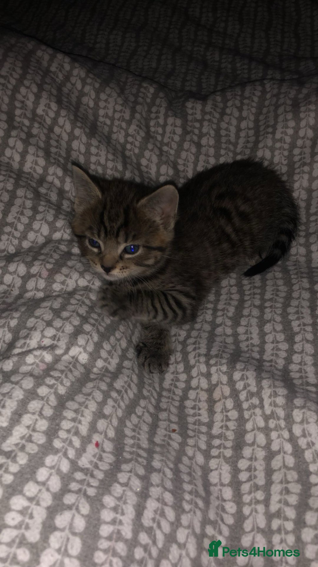 Mixed Breed cats for sale: 2 stunning kittens  - Image 4