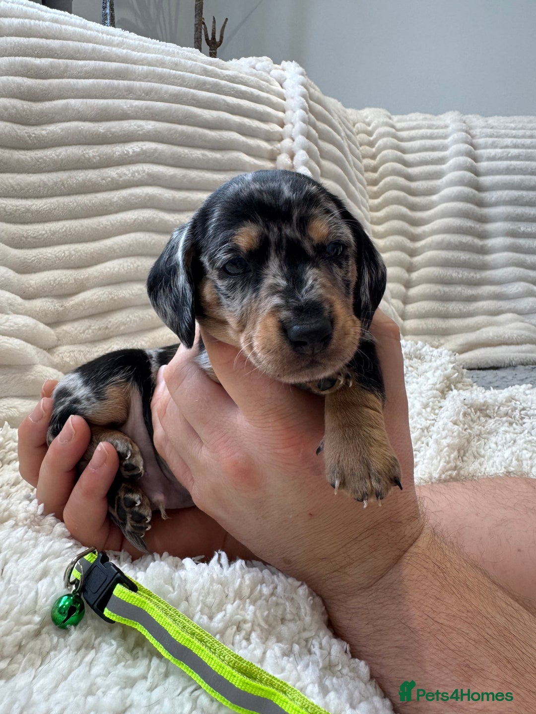 Dachshund dogs for sale: 6 Stunnig Standard Dachshund Puppies - Advert 12