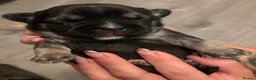 Mixed Breed dogs for sale: French bulldog x chihuahua babies  - Advert 3