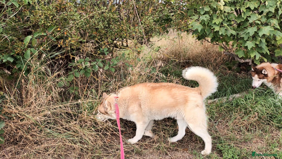 Siberian Husky dogs for sale: Two Siberian Husky Males - Image 9