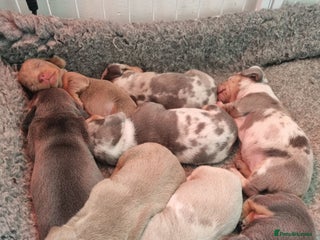 Dachshund dogs 8 Smooth Haired miniature dachshund pups - Advert 13