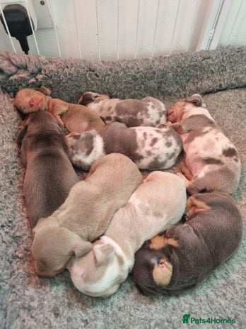 Dachshund dogs 8 Smooth Haired miniature dachshund pups - Advert 2