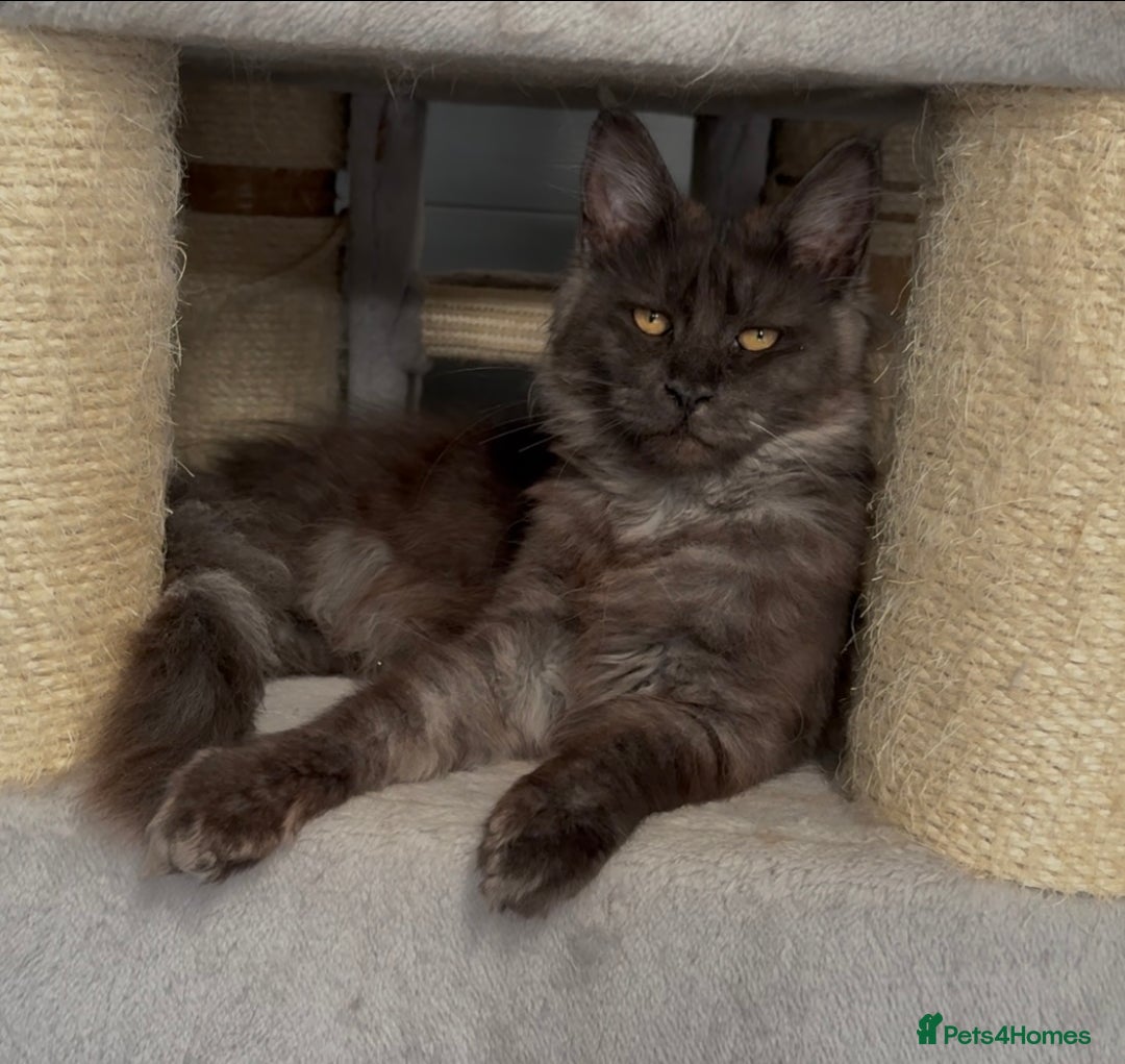 Maine Coon cats for sale: XL black smoke maine coon female Russia bloodlines - Image 13