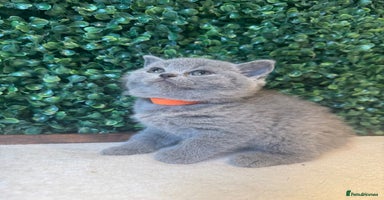 British Shorthair cats - Advert 13