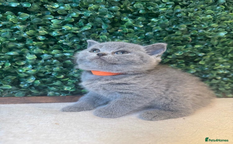British Shorthair cats - Advert 1