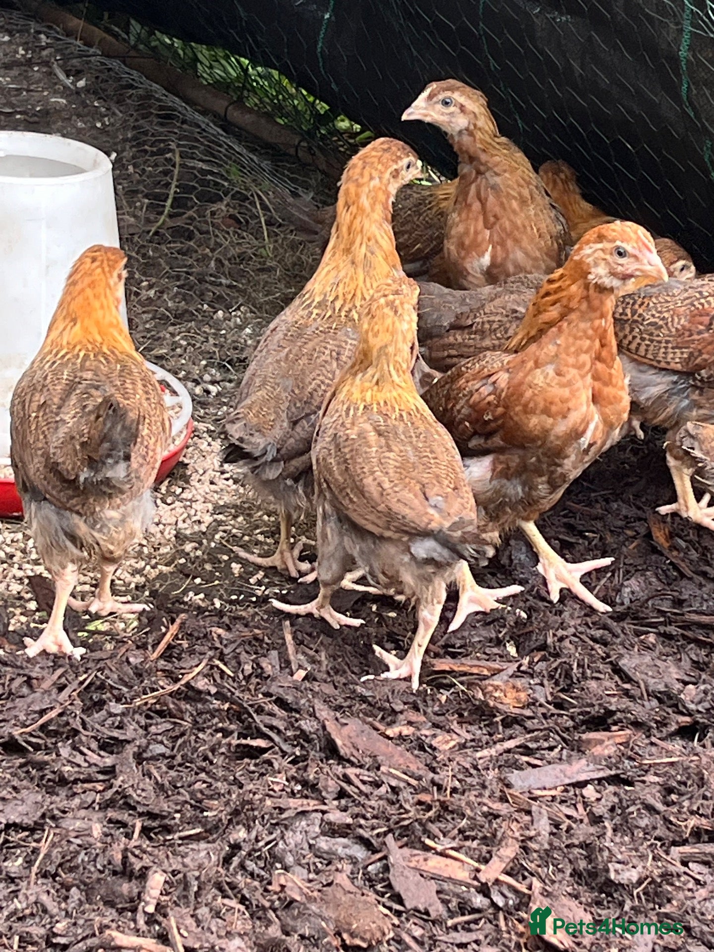 Chickens poultry Stunning Wellsummers hens  - Advert 2