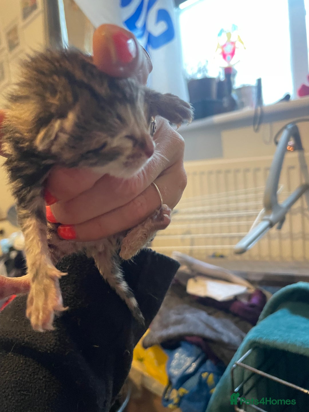 Bengal cats for sale: 9 BENGAL RAGDOLL X KITTENS - Image 10