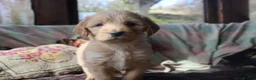 Labradoodle dogs for sale: Beautiful Third-Generation Labradoodle Puppie - Advert 29
