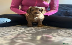 Cockapoo dogs for sale: Stunning F2 cockapoo puppies available 😍  - Image 5