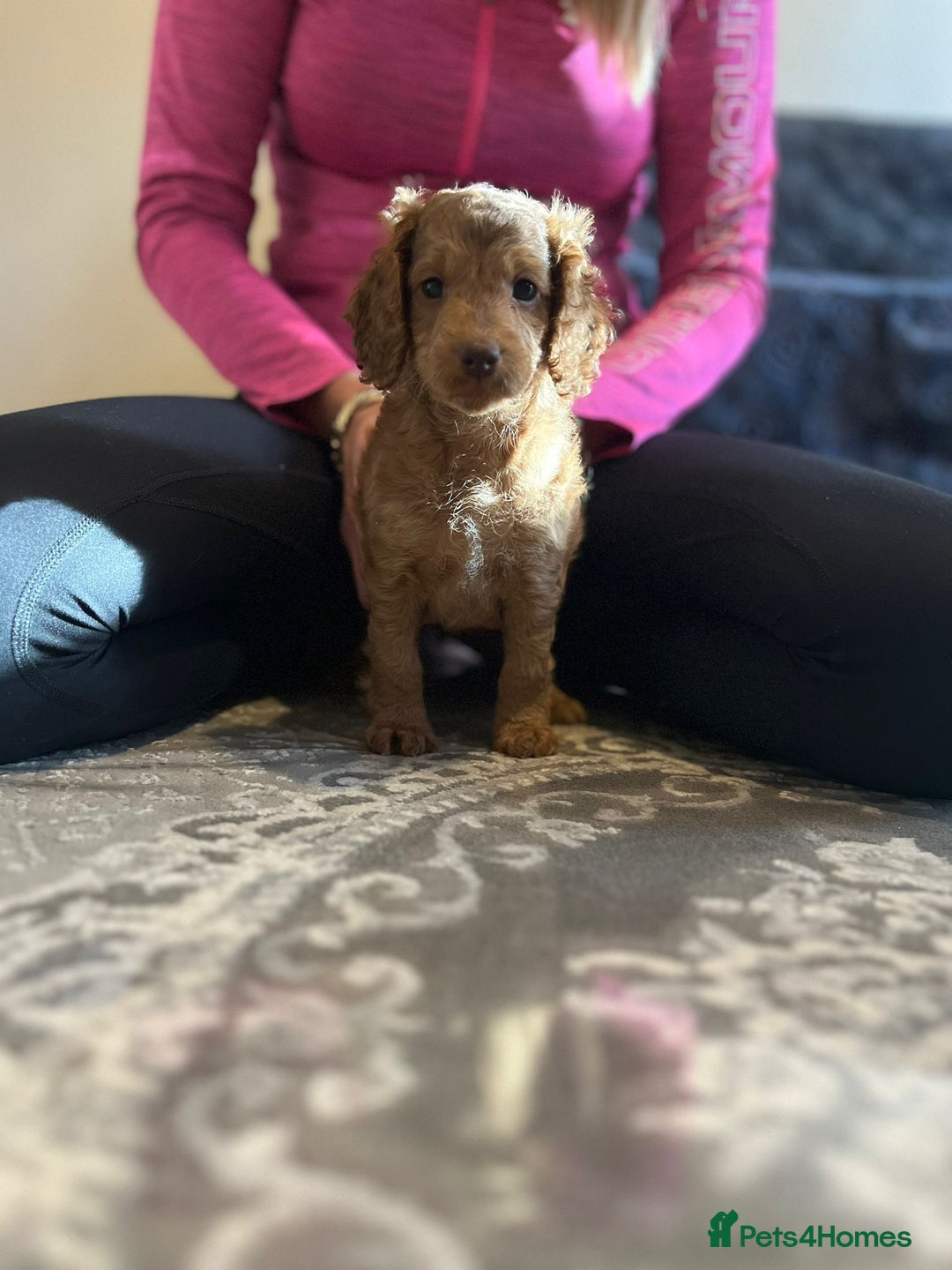 Cockapoo dogs for sale: Stunning F2 cockapoo puppies available 😍  - Image 5