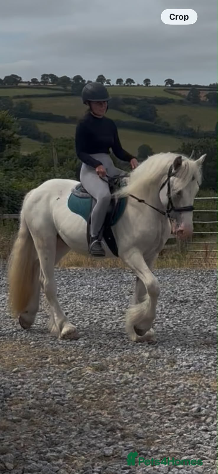 Irish Cob horses RUPERT! 15HH COB PERFECT FAMILY HORSE - Advert 1