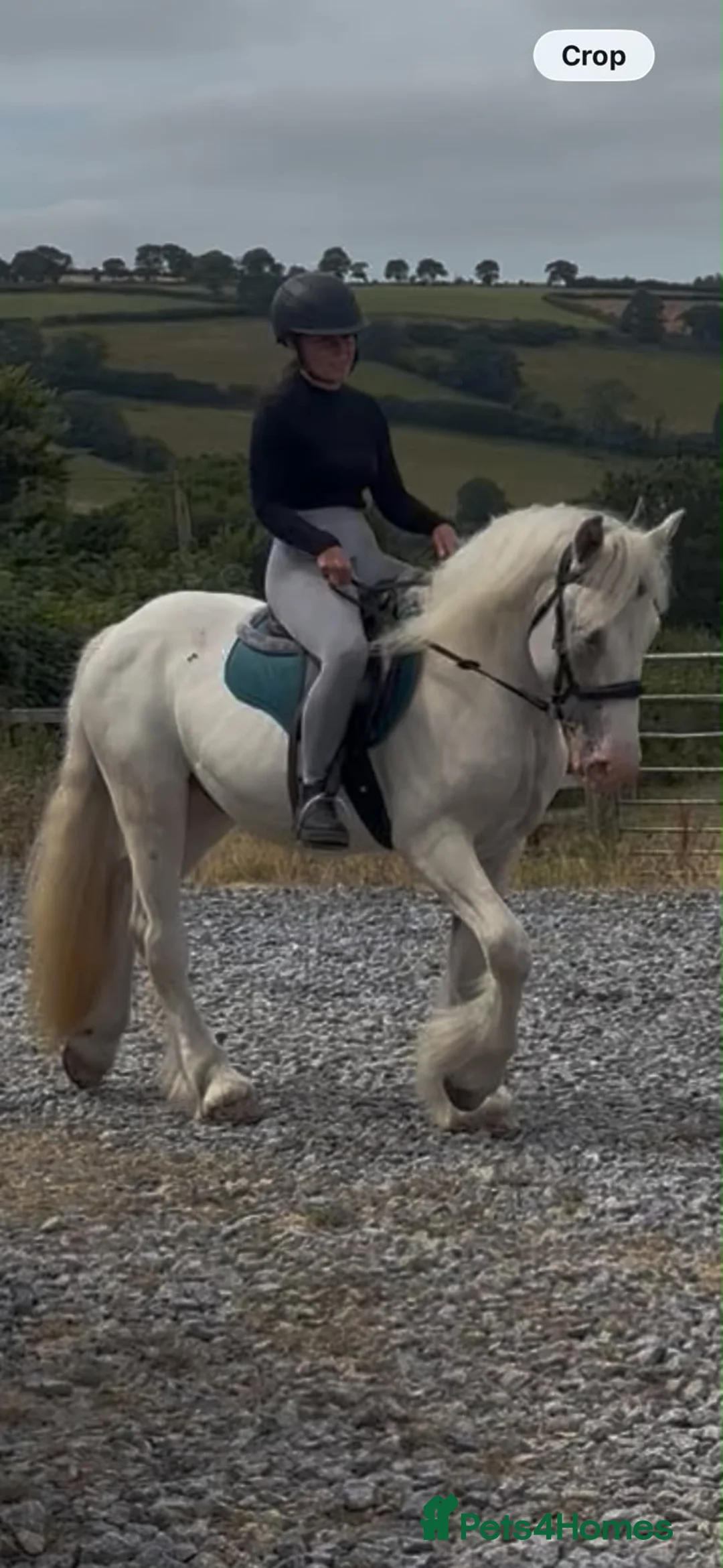 Irish Cob horses for sale: RUPERT! 15HH COB PERFECT FAMILY HORSE - Advert 1