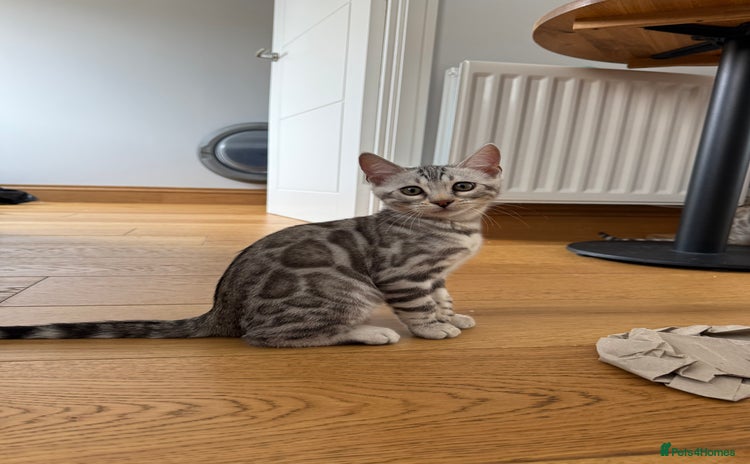 Bengal cats in Cambridge - Advert 14