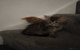 Mixed Breed cats for sale: Kittens - Image 12