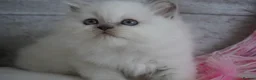 Scottish Fold cats for sale: 👑Beautiful Scottish Straight👑 - Advert 2