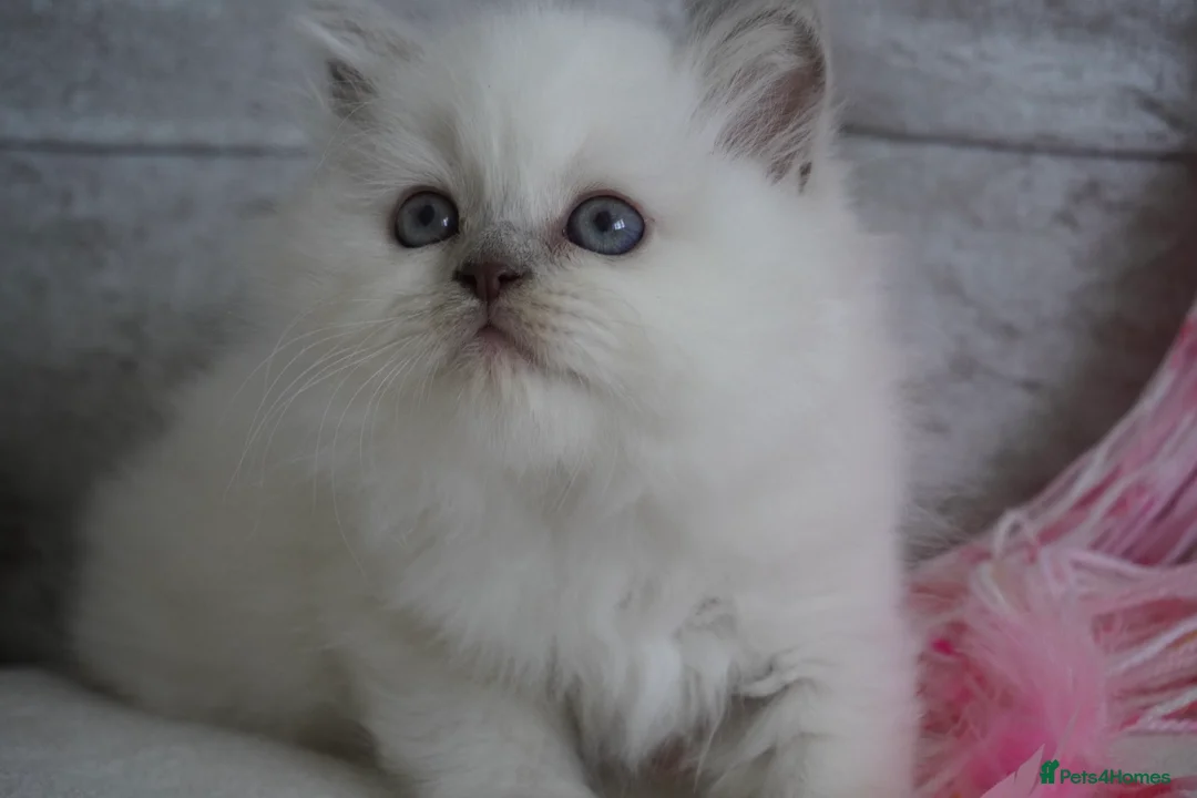 Scottish Fold cats for sale: 👑Beautiful Scottish Straight👑 - Advert 2