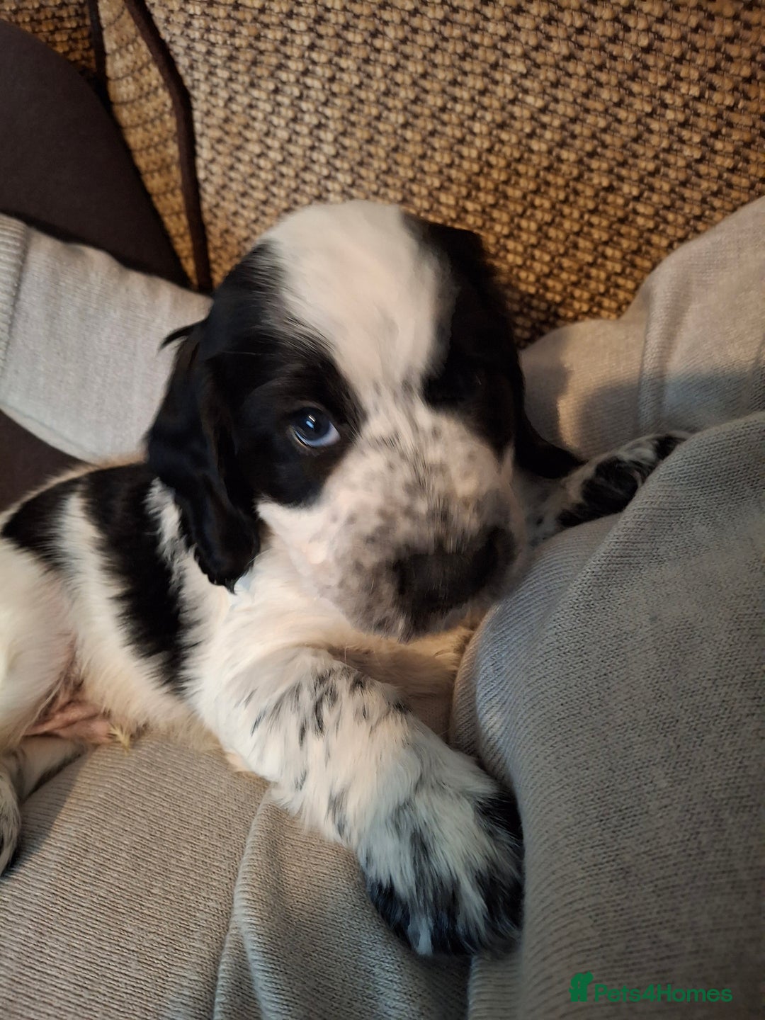 Cocker Spaniel dogs for sale: Beautiful cocker spaniel boys - Image 2