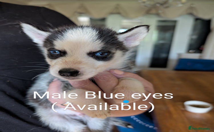 Siberian Husky dogs - Advert 4